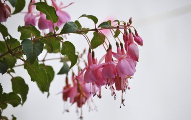 Kreşler yetişen çiçekler