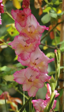 Kreşler yetişen çiçekler