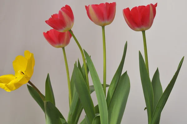 Rote Tulpe — Stockfoto