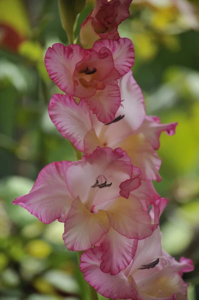 Kreşler yetişen çiçekler