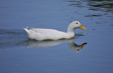 Göl alanı içinde su kuşu