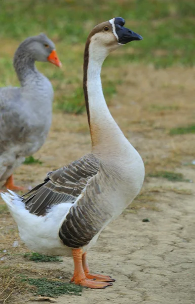 Göl alanı içinde su kuşu