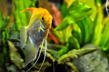 Angel fish in home aquarium clipart