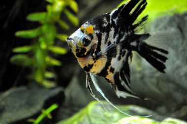 Angel fish in home aquarium clipart