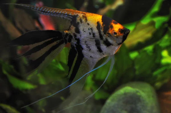 Ange poisson dans l'aquarium à la maison — Photo