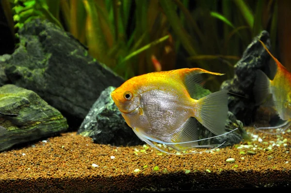 Engel vis in een aquarium thuis — Stockfoto