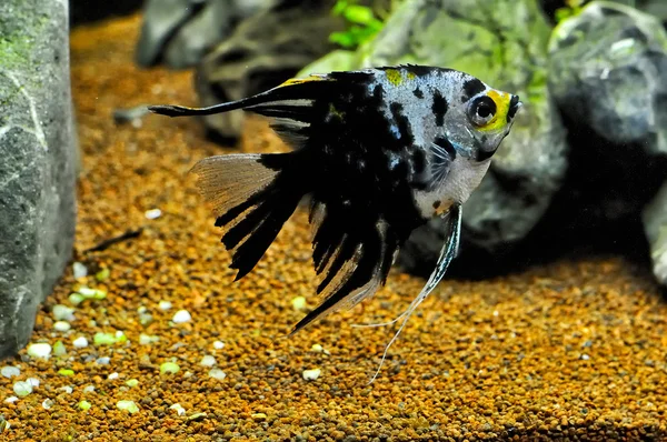 Angel balık içinde ev akvaryum