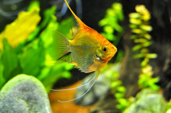 Angel fisk i hemmet akvarium — Stockfoto