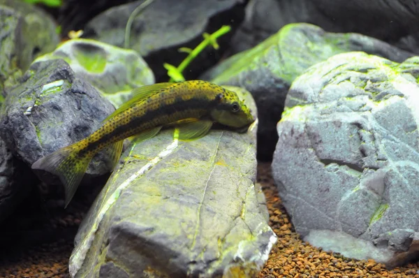 Angel balık içinde ev akvaryum