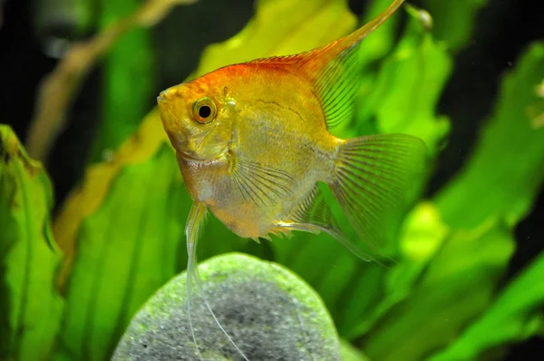 Engelfische im heimischen Aquarium — Stockfoto