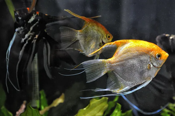 Peces ángel en el acuario casero Imágenes de stock libres de derechos