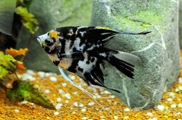 Ange poisson dans l'aquarium à la maison Photos De Stock Libres De Droits