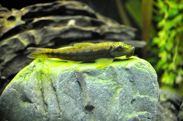 在家庭的水族馆中的天使鱼 免版税图库照片