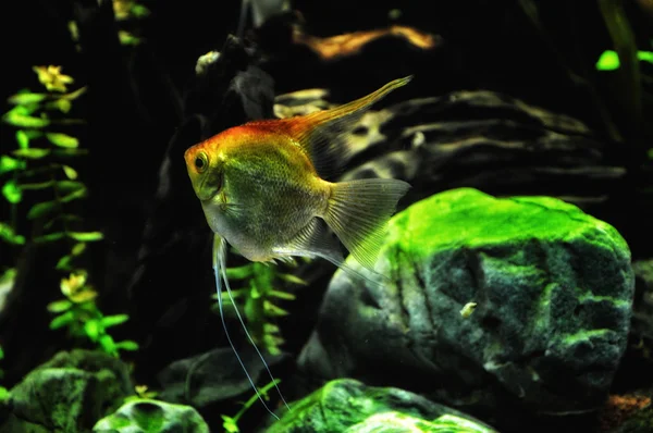 在家庭的水族馆中的天使鱼 — 图库照片