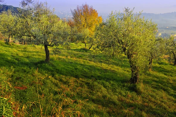 Kışın Tuscan peyzaj