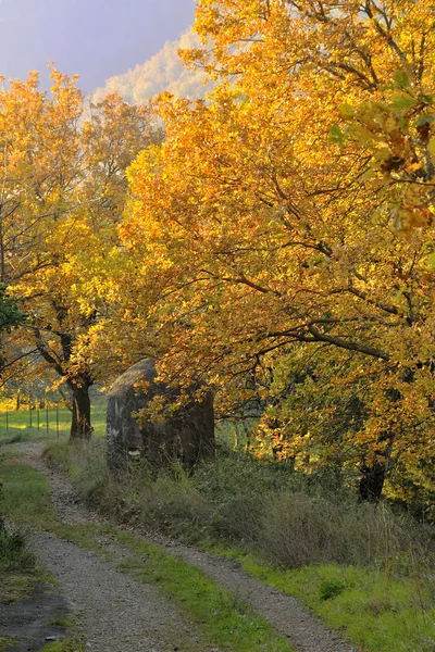 Kışın Tuscan peyzaj