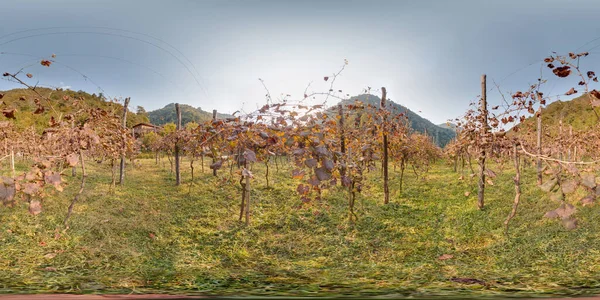 Viñedo Con Uva Otoño Las Montañas Hermoso Fondo Imagen Con —  Fotos de Stock