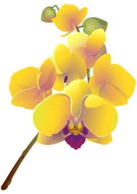 Orkide çiçek