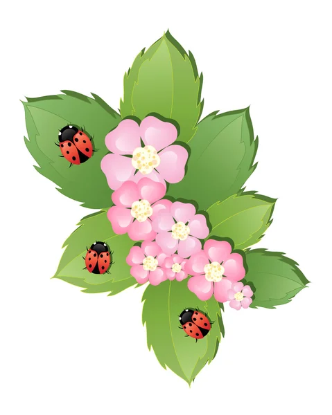 Ladybugs — Stock Vector