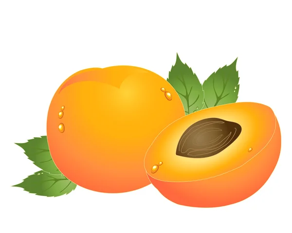 Apricot — Stock Vector