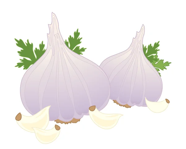 Garlic — Stock Vector