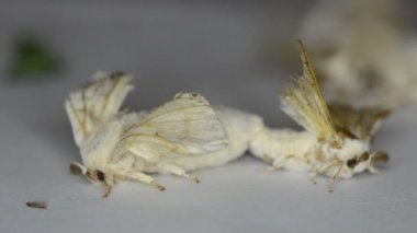 İpek güve çiftleşme