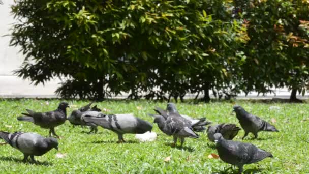 Palomas. — Vídeos de Stock