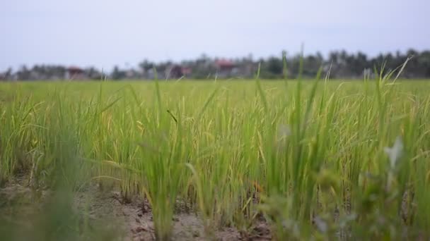 Campo de Padi — Vídeos de Stock