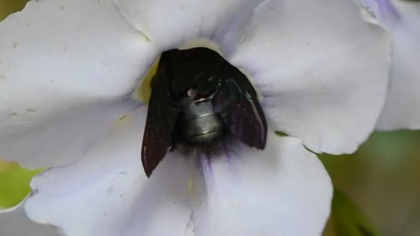 Beetle pollinating — Stock Video