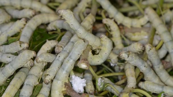 Silk worms — Stock Video