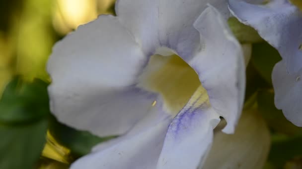 Pollinisation par le scarabée 