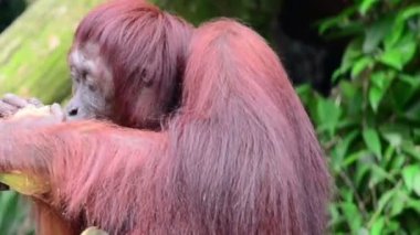 orangutan