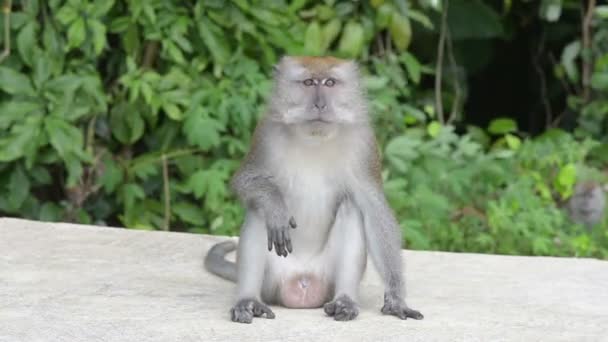 Maymun. — Stok video