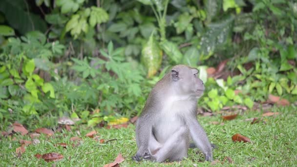 Singe