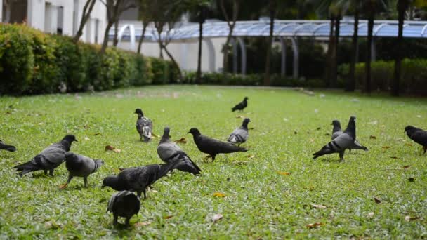 Palomas. — Vídeos de Stock