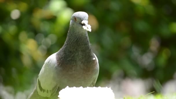 Palomas. — Vídeo de stock