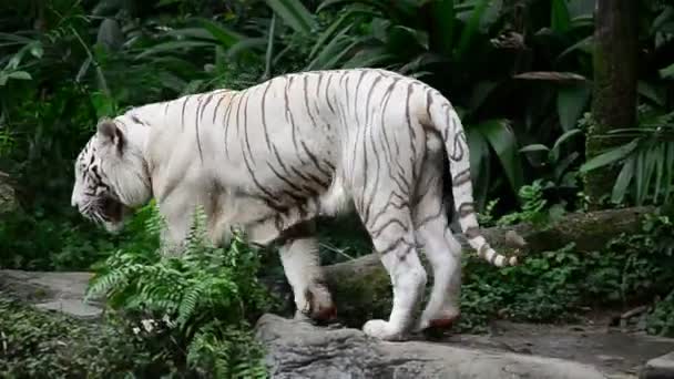 Белый тигр — стоковое видео