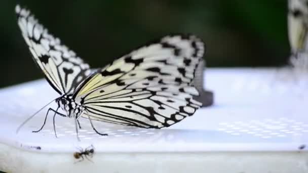 Kalk vlinder — Stockvideo