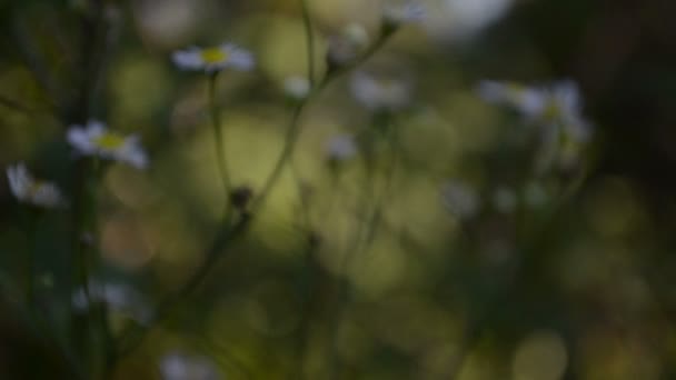Se concentrer sur les fleurs 