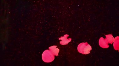 renkli jellyfishes
