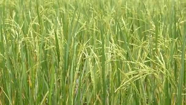 Champ de paddy 