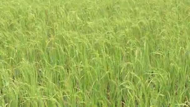 Champ de paddy 