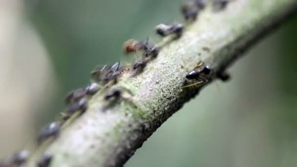 Fleißige Ameisen — Stockvideo