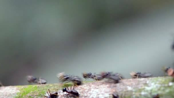 Formigas ocupadas — Vídeo de Stock