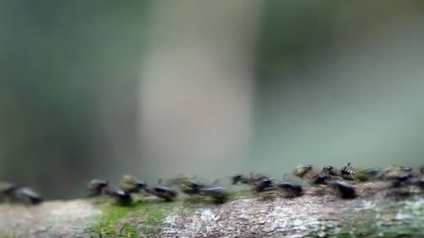 Hormigas ocupadas — Vídeo de stock