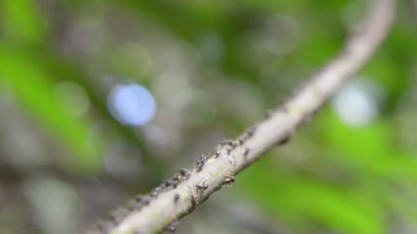 Meşgul karıncalar — Stok video