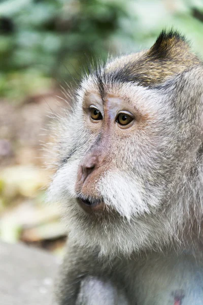 Close-up de um macaco selvagem — Fotografia de Stock