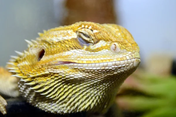 Lézard barbu australien Photo De Stock