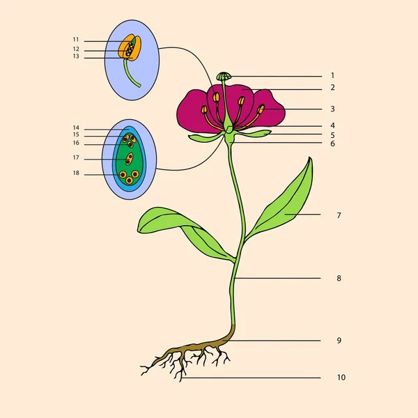 Botánico, morfología floral — Archivo Imágenes Vectoriales