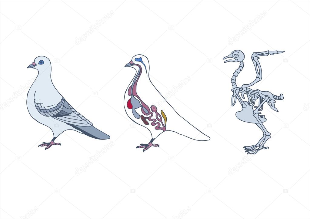 Anatomy of bird